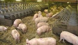 GB pig prices rise further